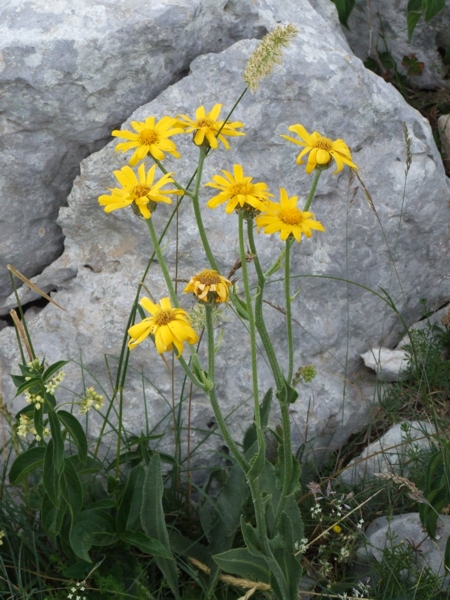 Senecio doronicum